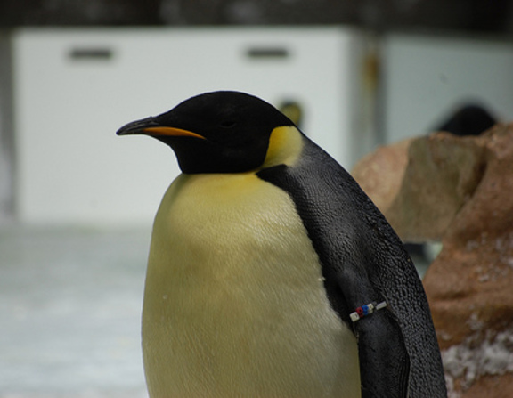 Large penguin