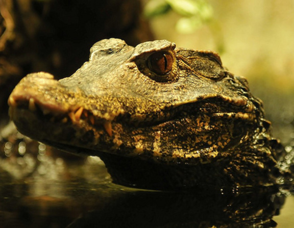 Large krokodil