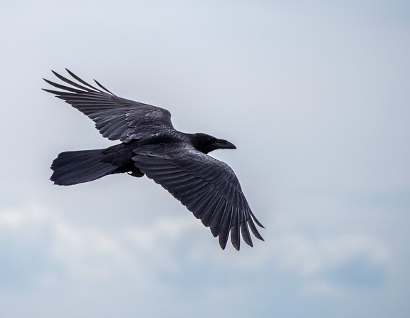 Large vrana