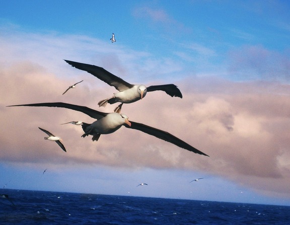 Large albatros 556567 1280
