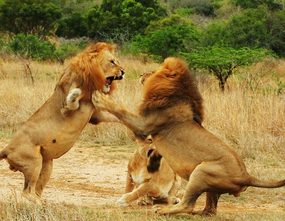 Large lions fighting