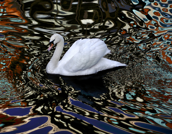 Large psychodelic swan