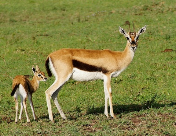 Large thompsonove gazele
