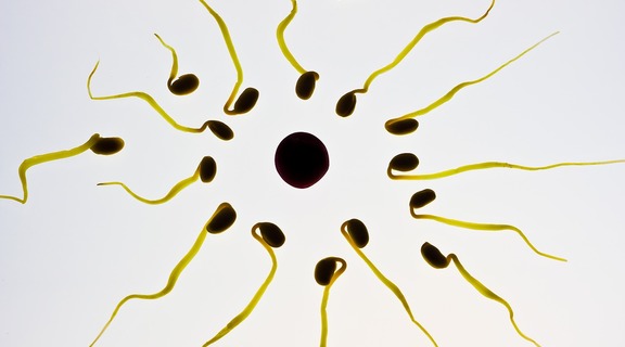 Homepage spermy