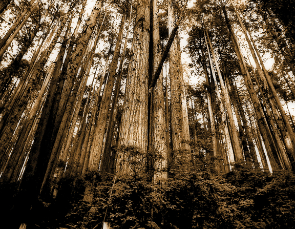 Large canva   sepia photo of forest