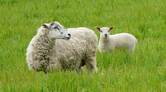 Homepage sheeps