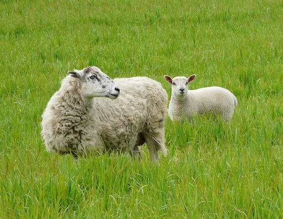 Large sheeps