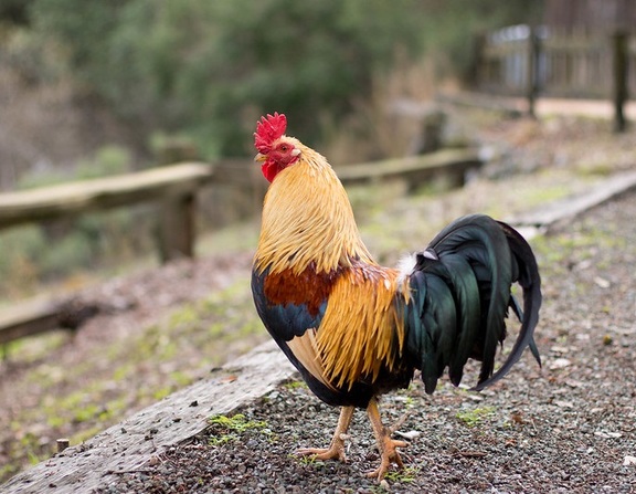 Large rooster