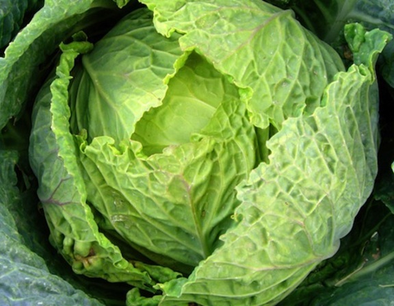 Large large cabbage 604