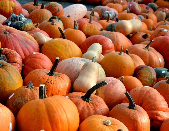 Large pumpkins 506422 960 720